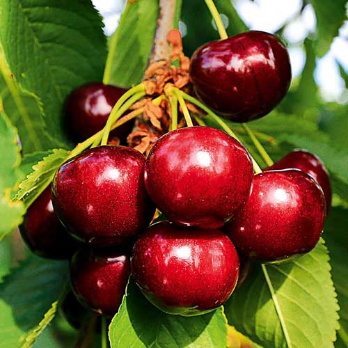 Вишня Шоколадница Вишня Шоколадница