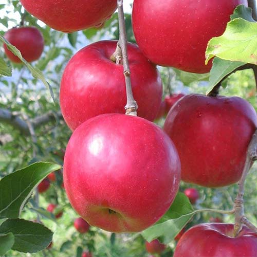 Яблоня Афродита Яблоня Афродита