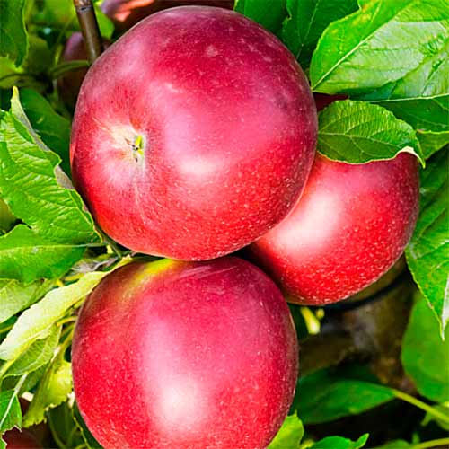 Яблоня Белорусское сладкое Яблоня Белорусское сладкое