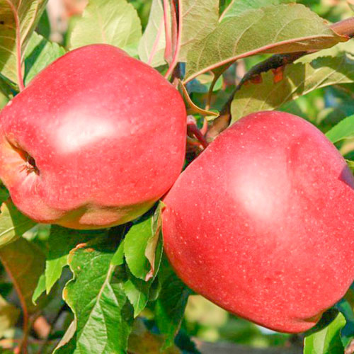 Яблоня Глостер Яблоня Глостер