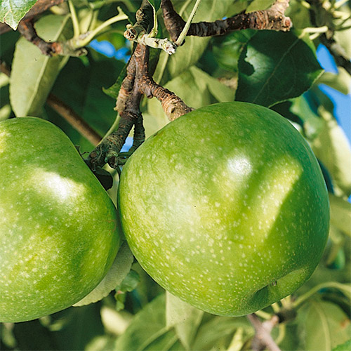 Яблоня Гренни Смит Яблоня Гренни Смит