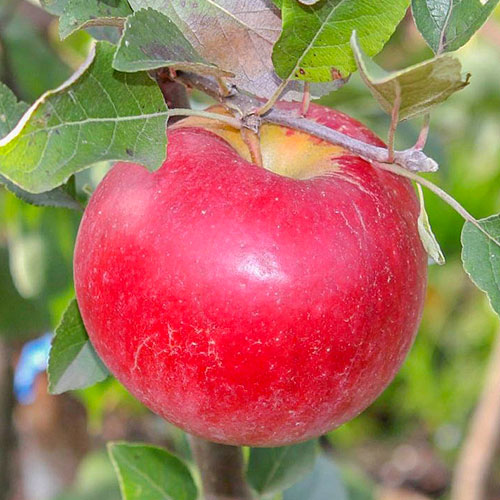 Яблоня Карамельная Яблоня Карамельная