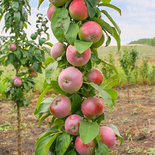 Яблоня колоновидная Августина Яблоня колоновидная Августина