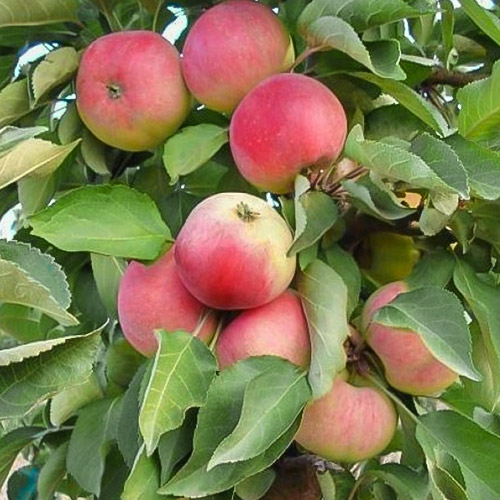 Яблоня колоновидная Кумир Яблоня колоновидная Кумир