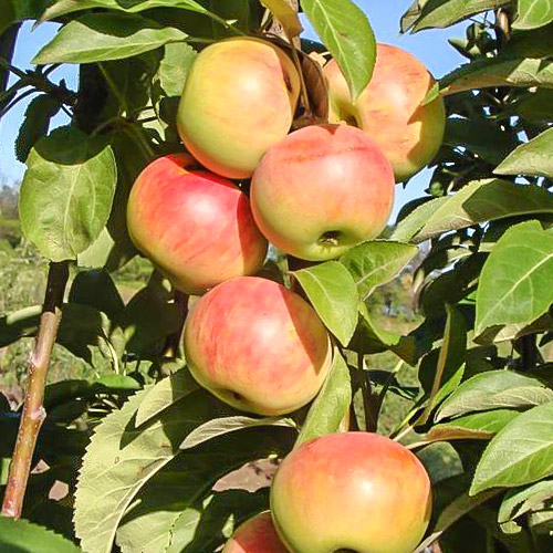 Яблоня колоновидная Московское ожерелье Яблоня колоновидная Московское ожерелье