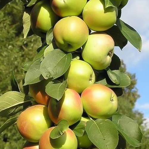 Яблоня колоновидная Патриот Яблоня колоновидная Патриот