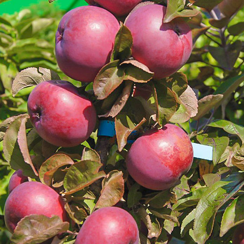 Яблоня колоновидная Созвездие Яблоня колоновидная Созвездие