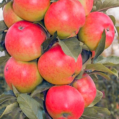 Яблоня колоновидная Валюта Яблоня колоновидная Валюта