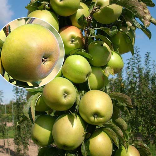 Яблоня колоновидная Янтарное ожерелье Яблоня колоновидная Янтарное ожерелье
