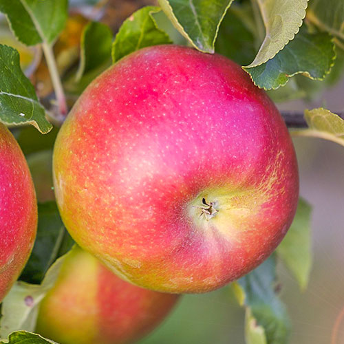 Яблоня Лигол Яблоня Лигол