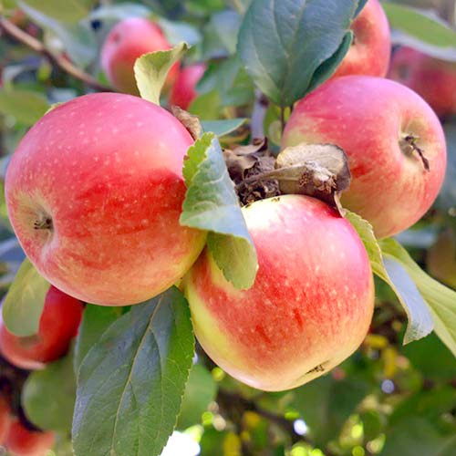 Яблоня Мечта Яблоня Мечта