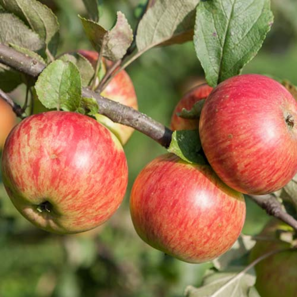 Сорт яблони медуница отзывы