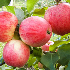 Яблоня Мельба