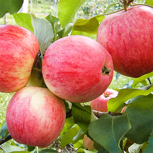 Яблоня Мельба Яблоня Мельба