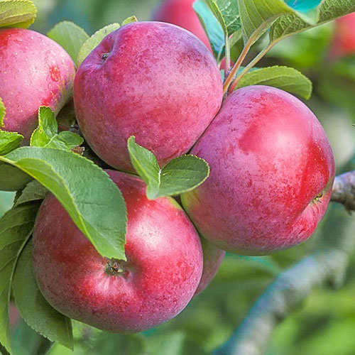 Яблоня Спартан Яблоня Спартан