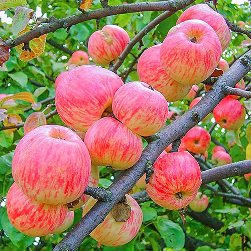 Яблоня Яблочный Спас Яблоня Яблочный Спас