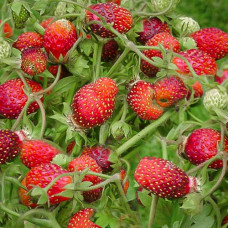 Земклуника Ананасная (в упаковке 5 шт.)