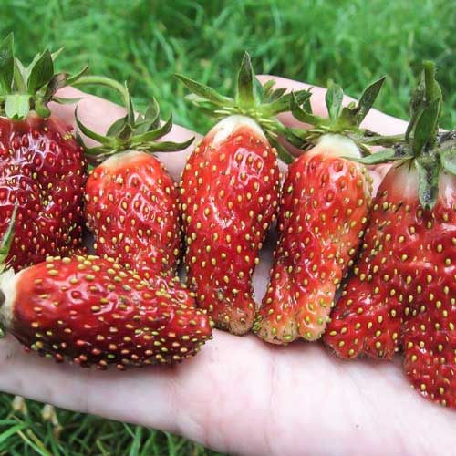 Земклуника Ананасная (в упаковке 5 шт.) Земклуника Ананасная (в упаковке 5 шт.)