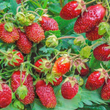 Земклуника Цукат мускатный (в упаковке 5 шт.)