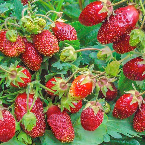 Земклуника Цукат мускатный (в упаковке 5 шт.) Земклуника Цукат мускатный (в упаковке 5 шт.)