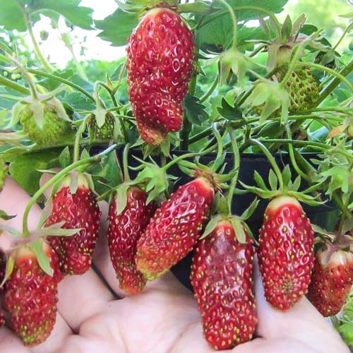 Земклуника Цукат мускатный (в упаковке 5 шт.) Земклуника Цукат мускатный (в упаковке 5 шт.)