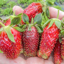 Земклуника Мускатная Бирюлевская (в упаковке 5 шт.)