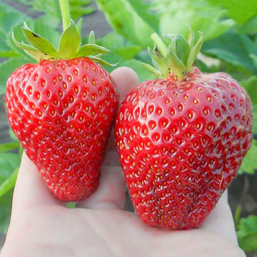 Клубника (крупноплодная) Альба (в упаковке 5 шт.) Клубника (крупноплодная) Альба (в упаковке 5 шт.)