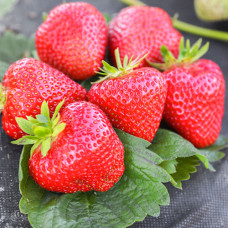 Клубника (крупноплодная) Априка (в упаковке 5 шт.)