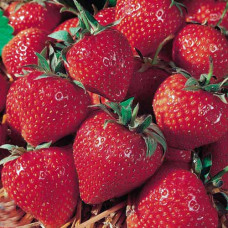 Клубника (крупноплодная) Арома (в упаковке 5 шт.)