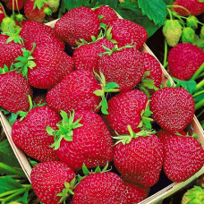 Клубника (крупноплодная) Черри Берри (в упаковке 5 шт.)