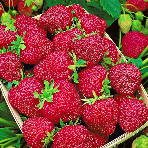 Клубника (крупноплодная) Черри Берри (в упаковке 5 шт.) Клубника (крупноплодная) Черри Берри (в упаковке 5 шт.)