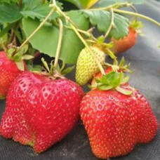 Клубника (крупноплодная) Дали (в упаковке 5 шт.)