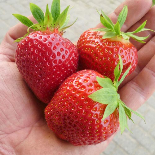 Клубника (крупноплодная) Дарселект (в упаковке 5 шт.) Клубника (крупноплодная) Дарселект (в упаковке 5 шт.)