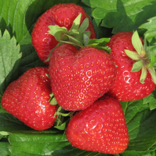 Клубника (крупноплодная) Дэли (в упаковке 5 шт.) Клубника (крупноплодная) Дэли (в упаковке 5 шт.)