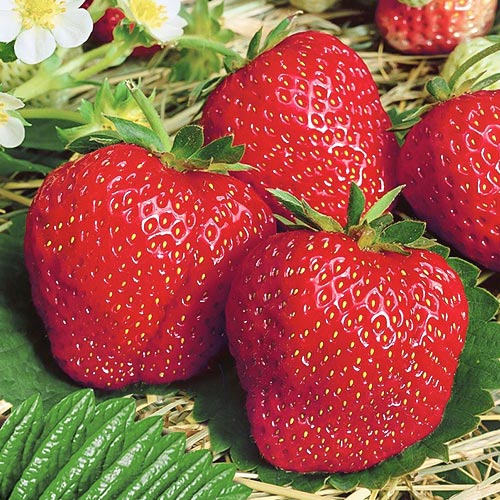 Клубника (крупноплодная) Деройял (в упаковке 5 шт.) Клубника (крупноплодная) Деройял (в упаковке 5 шт.)