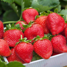 Клубника (крупноплодная) Элианни (в упаковке 5 шт.)