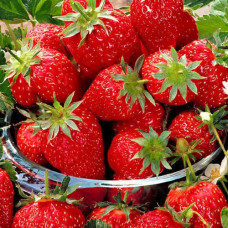 Клубника (крупноплодная) Эльсанта (в упаковке 5 шт.)
