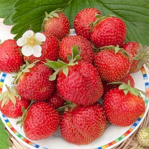 Клубника (крупноплодная) Эльвира (в упаковке 5 шт.) Клубника (крупноплодная) Эльвира (в упаковке 5 шт.)