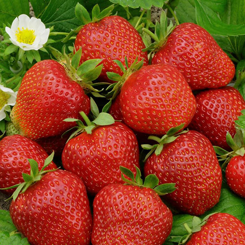 Клубника (крупноплодная) Фестивальная ромашка (в упаковке 5 шт.) Клубника (крупноплодная) Фестивальная ромашка (в упаковке 5 шт.)