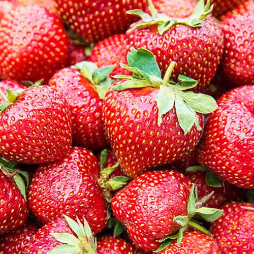 Клубника (крупноплодная) Фейт (в упаковке 5 шт.) Клубника (крупноплодная) Фейт (в упаковке 5 шт.)