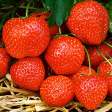 Клубника (крупноплодная) Фигаро (в упаковке 5 шт.)