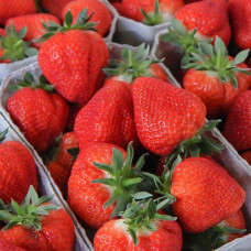 Клубника (крупноплодная) Флер (в упаковке 5 шт.)