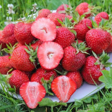 Клубника (крупноплодная) Флоренс (в упаковке 5 шт.)