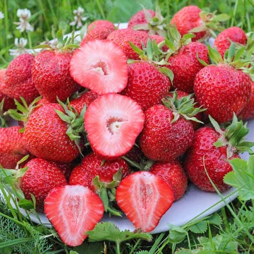 Клубника (крупноплодная) Флоренс (в упаковке 5 шт.) Клубника (крупноплодная) Флоренс (в упаковке 5 шт.)