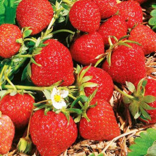 Клубника (крупноплодная) Фраголареа (в упаковке 5 шт.)