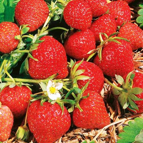 Клубника (крупноплодная) Фраголареа (в упаковке 5 шт.) Клубника (крупноплодная) Фраголареа (в упаковке 5 шт.)