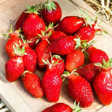 Клубника (крупноплодная) Гаригуэтта (в упаковке 5 шт.)