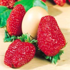 Клубника (крупноплодная) Геркулес (в упаковке 5 шт.)