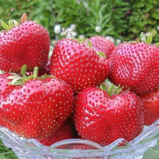 Клубника (крупноплодная) Гигантелла Максим (в упаковке 5 шт.)