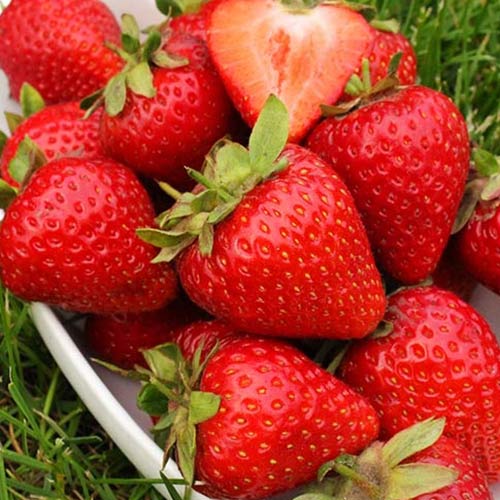 Клубника (крупноплодная) Грандароза (в упаковке 5 шт.) Клубника (крупноплодная) Грандароза (в упаковке 5 шт.)